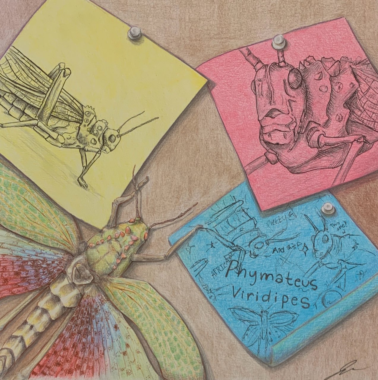 Colored pencil and ink studies of Phymateus viridipes grasshoppers on yellow, pink, and blue sticky notes